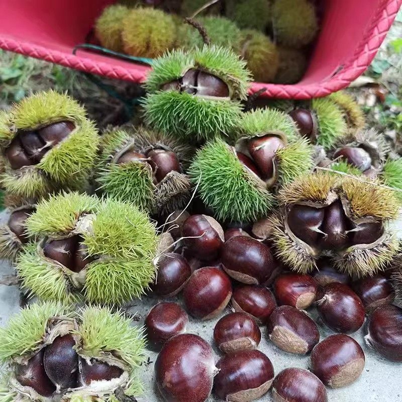 板栗生新鲜栗子鲜菜板栗生栗子辽宁丹东板栗批发野生生鲜板栗栗子,淘宝优惠券,粉丝福利购,淘宝优惠卷