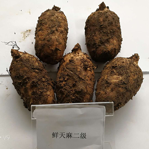 【买3送1】新鲜天麻云南昭通小草坝非野生天麻500克大果4-5个1斤 - 图3