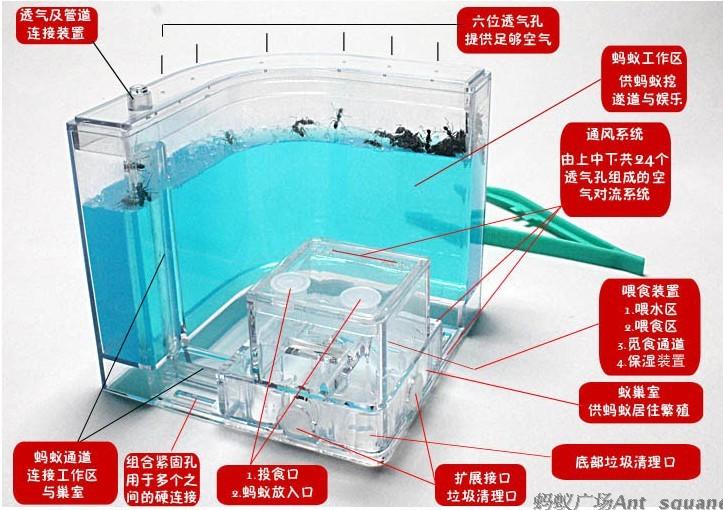 蚂蚁工坊别墅家园送蚁后城堡生态学生蚁巢庄园小宠物活体弓背蚁-图2