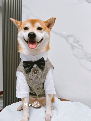 Nick财网红柴犬博美雪拉瑞中小型犬领结宠物西装礼服外套狗狗衣服 - 图0