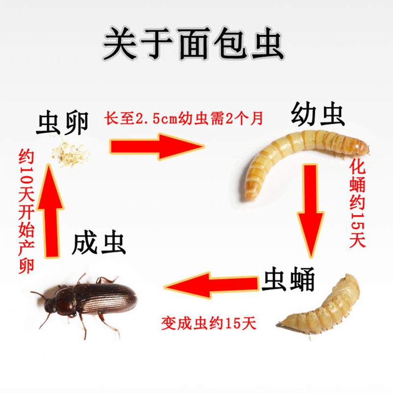 无菌活体面包虫黄粉虫宠物蝎子蜘蛛石蛙角蛙蝌蚪大号小幼虫子昆虫-图1