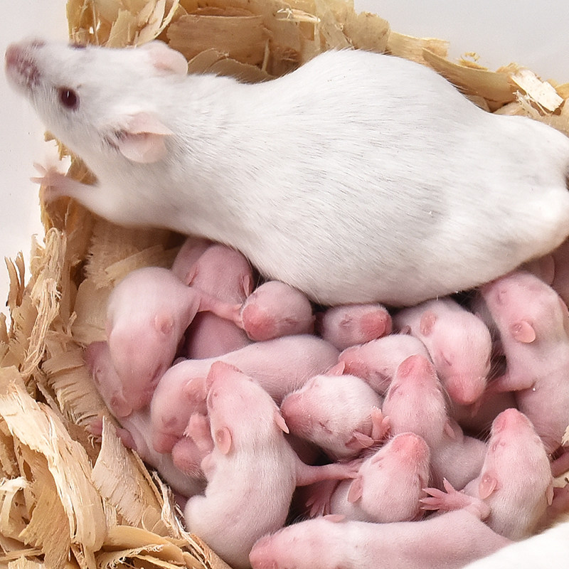 活体km小白鼠实验大白鼠花枝鼠繁殖组活物老鼠红皮幼体乳鼠角蛙粮