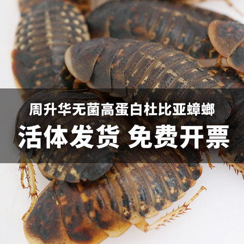 无菌活体杜比亚蟑螂爬虫鬃狮蜥守宫乌龟角蛙异宠物鳄龟活饵料饲料 - 图0