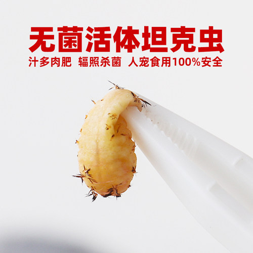 无菌坦克虫昆虫养殖活虫杨拉罐蜜袋鼯小仓鼠刺猬守宫乌龟角蛙食物 - 图2
