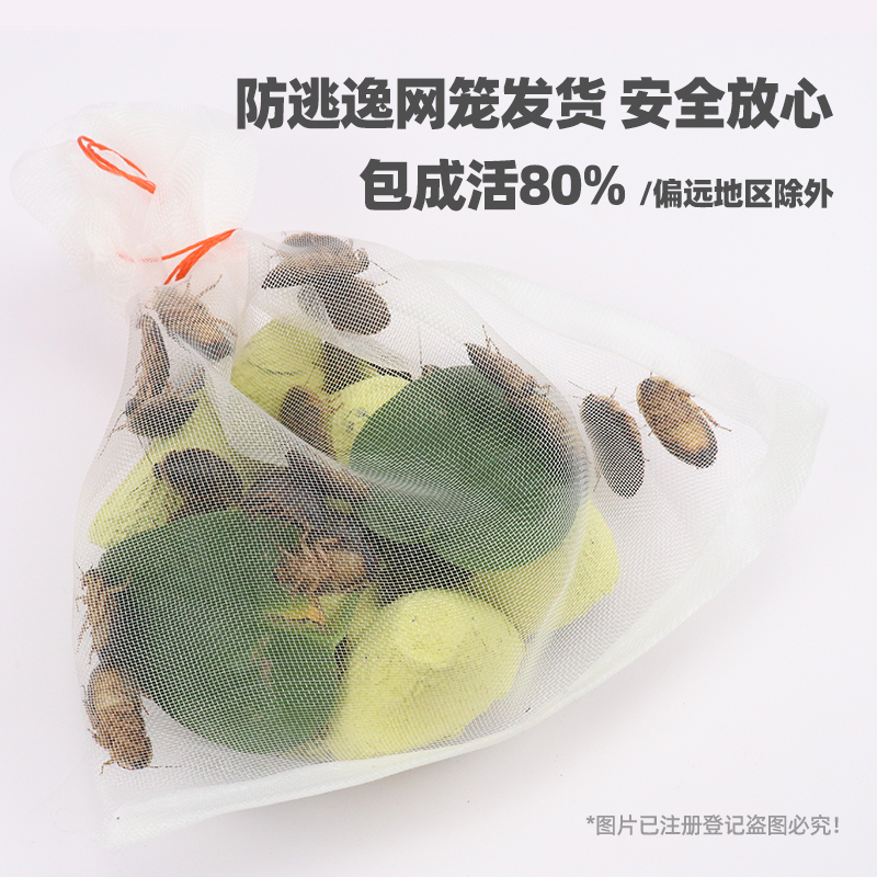 无菌奶茶杯杜比亚蟑螂活虫饲料饲养繁殖组鬃狮蜥蜴守宫乌龟鸟粮食 - 图1