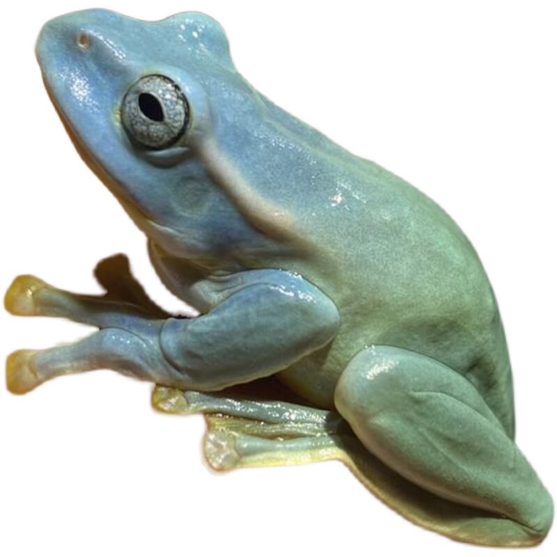 10月03日猪价：涨不动！饲养亏本压力加重双节提振乏力！