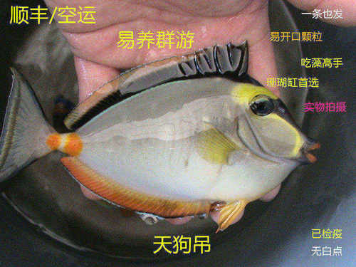 蓝吊粉蓝吊海水鱼吃藻海水缸七彩吊小丑鱼珊瑚活体鱼已检疫秒颗粒 - 图2
