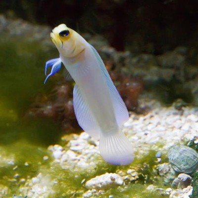 雷达紫玉雷达小型虾虎胆子较小易养海水鱼珊瑚活体海水缸海水宠物-图2