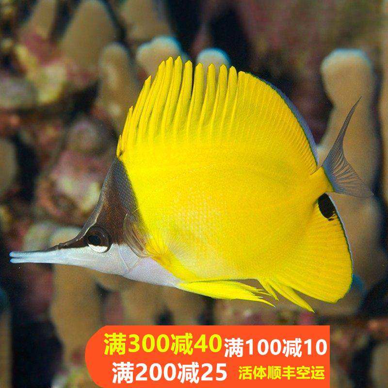三间火箭黄火箭黄网鲽黄金鲽鱼海水鱼活体珊瑚海水缸较难养小丑鱼,淘宝优惠券,粉丝福利购,淘宝优惠卷