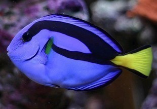 顺丰包活水族宠物印尼蓝倒吊海水鱼蓝吊三角吊尼莫蓝吊海水鱼-图0