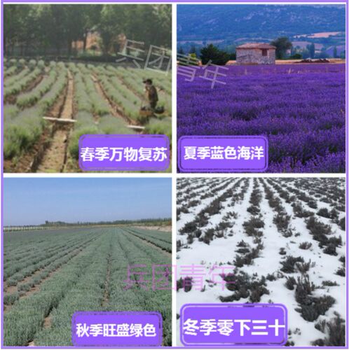 新疆法国蓝薰衣草苗花苗狭叶薰衣草地栽盆栽苗阳台绿植庭院花卉苗 - 图1