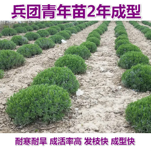 新疆法国蓝薰衣草苗花苗狭叶薰衣草地栽盆栽苗阳台绿植庭院花卉苗 - 图2