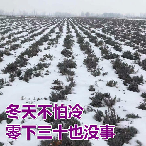 新疆法国蓝薰衣草苗花苗狭叶薰衣草地栽盆栽苗阳台绿植庭院花卉苗 - 图3