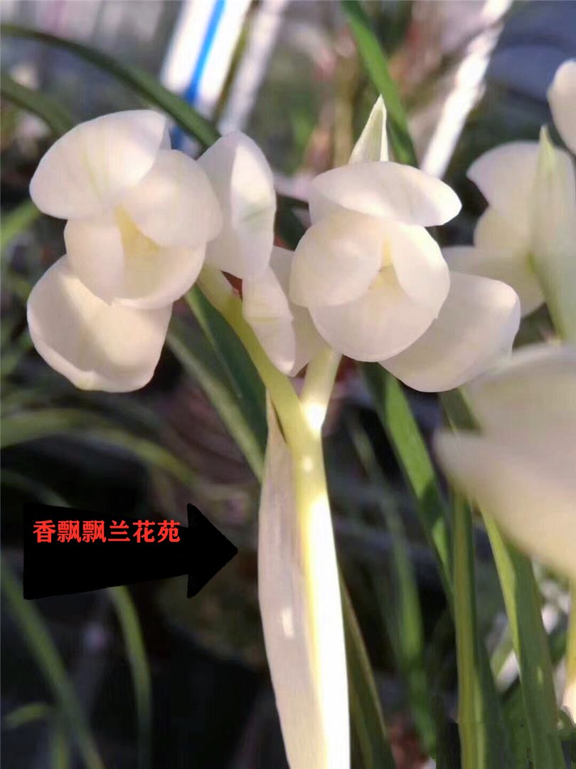 兰花苗  莲瓣兰【永怀素】包邮当年开花云南名品浓香阳台庭院绿植 - 图3