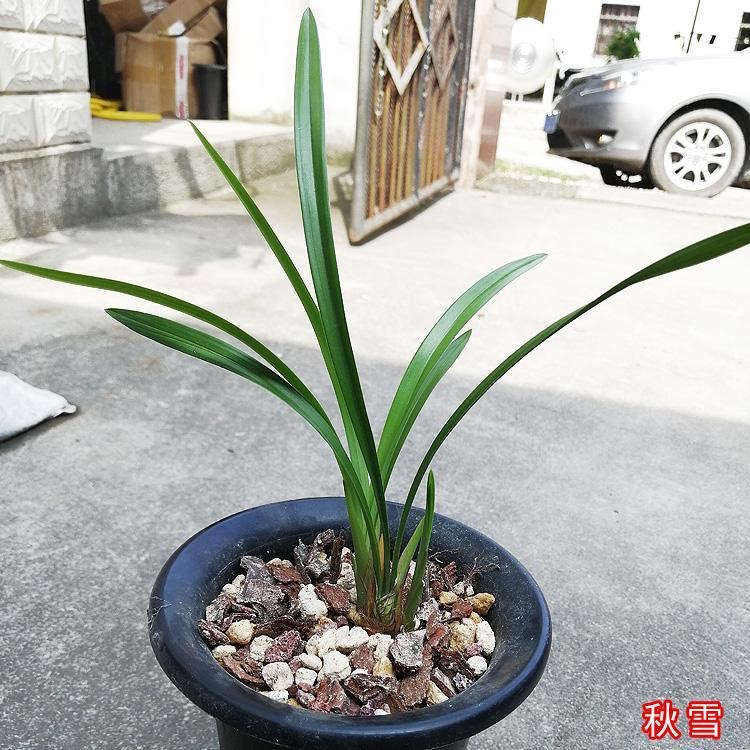 名贵兰花苗建兰四季兰秋雪浓香好养兰花室内阳台客厅 - 图0
