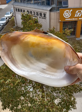 包邮超大天然贝壳海螺 珍珠蚌壳海蚌贝 家居摆件鱼缸水族装饰道具