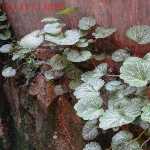 盆栽虎耳草猫耳朵老虎耳盆景植物金丝荷叶假山造景植物园艺植物 - 图3