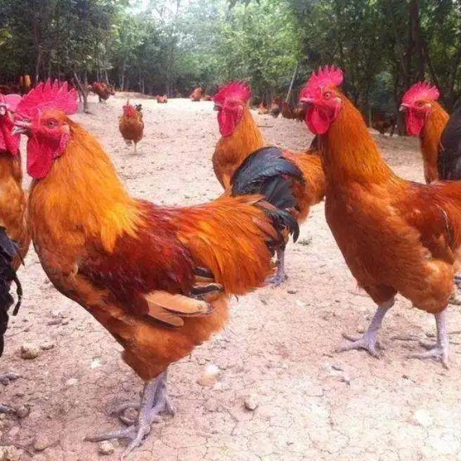 半斤瑶鸡苗纯种瑶山鸡贵州青脚土鸡苗纯种笨鸡草鸡血毛鸡农家宠物,淘宝优惠券,粉丝福利购,淘宝优惠卷