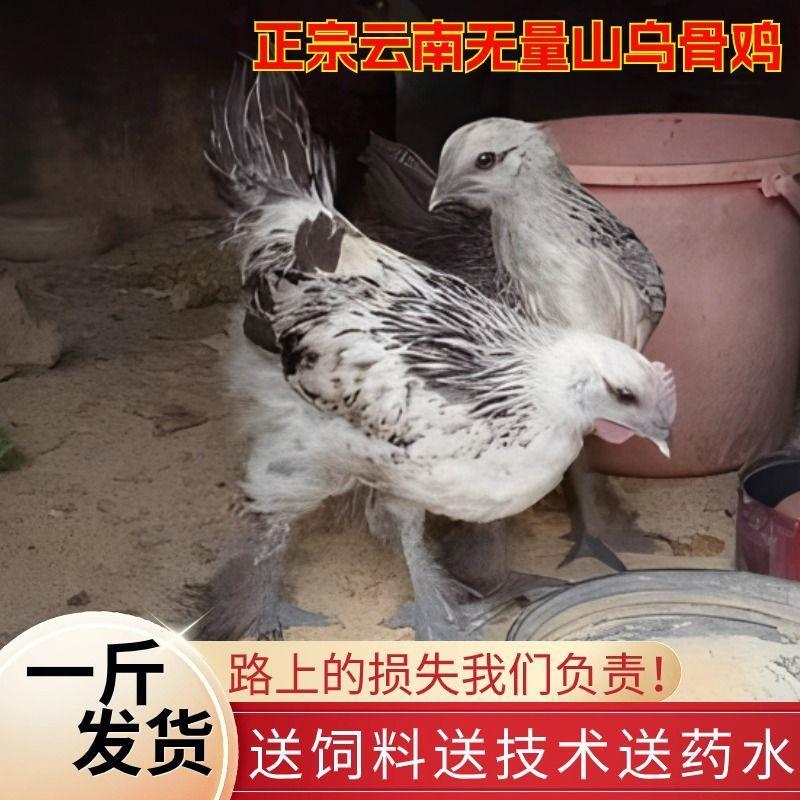 一斤正宗纯种无量山乌骨鸡半脱温活的苗散养七彩高脚毛农家鸡苗-图1