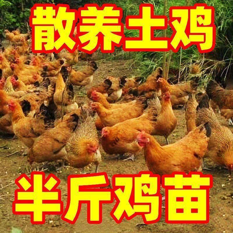 活体家养小鸡半斤鸡产蛋王土鸡健康大品种鸡绿壳蛋鸡下蛋母鸡宠物,淘宝优惠券,粉丝福利购,淘宝优惠卷