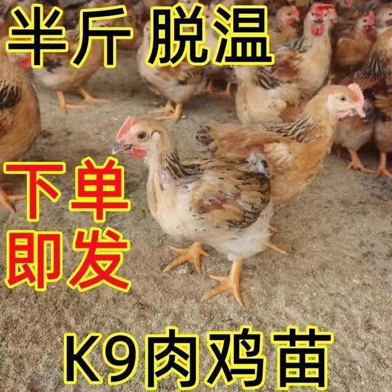 半大正宗k9鸡大型肉鸡九斤红活鸡鸡线散养土鸡苗下蛋脱温鸡苗宠物,淘宝优惠券,粉丝福利购,淘宝优惠卷