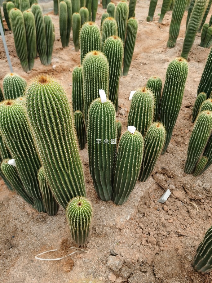 大凤龙仙人柱主景树植物大型仙人掌北欧风带侧芽耐旱净化空气-图2