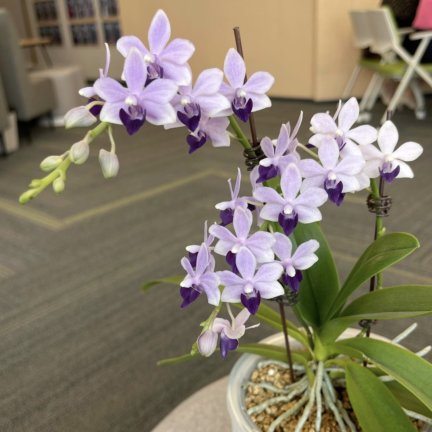 蓝星小茴紫紫式部蝴蝶兰2.8寸湾湾苗客厅阳台室内花卉绿植包对版 - 图0