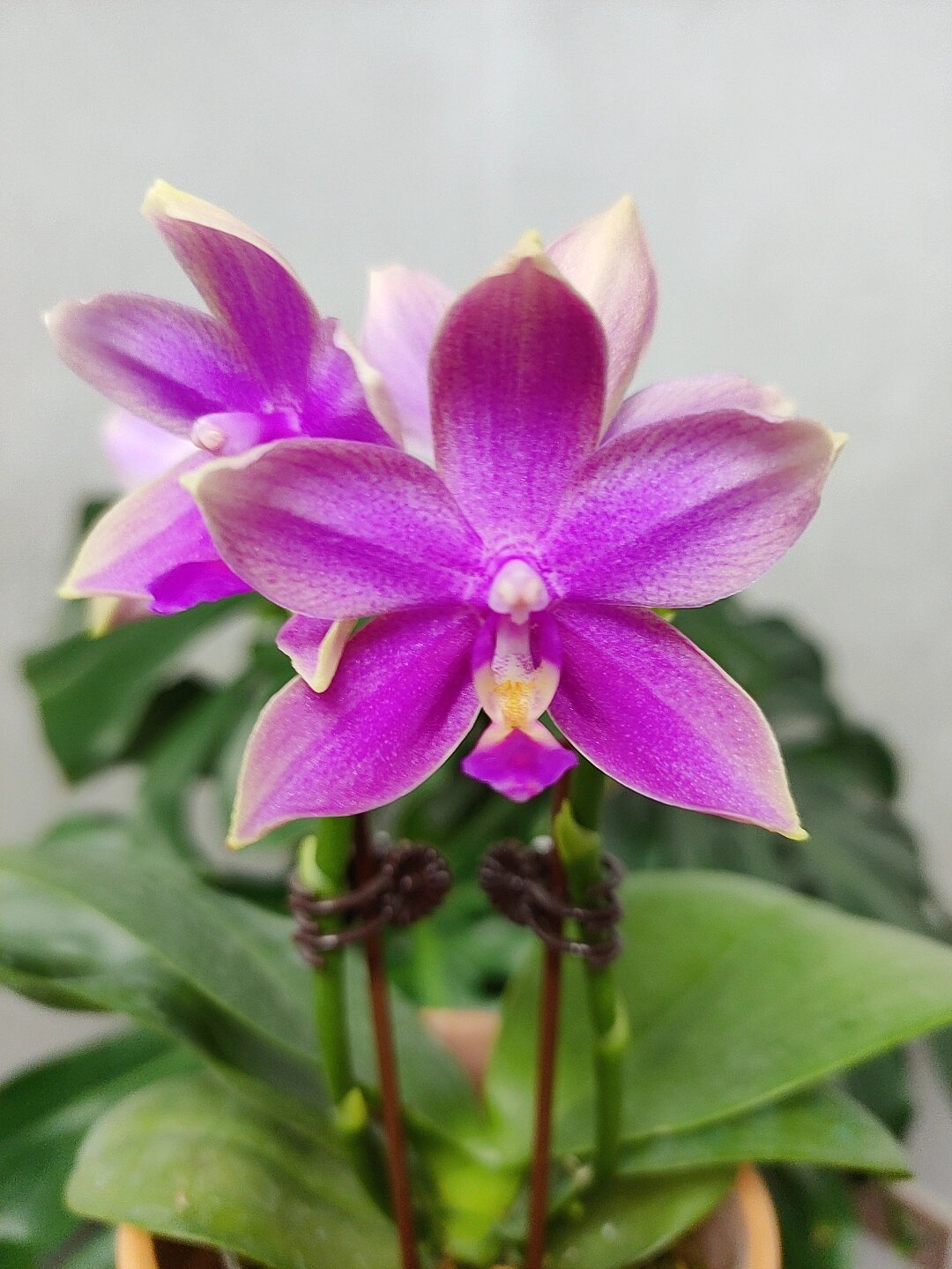 紫玉铃铛385紫马丁蝴蝶兰开花株带浓香型夏花品种对版洋兰花卉 - 图1