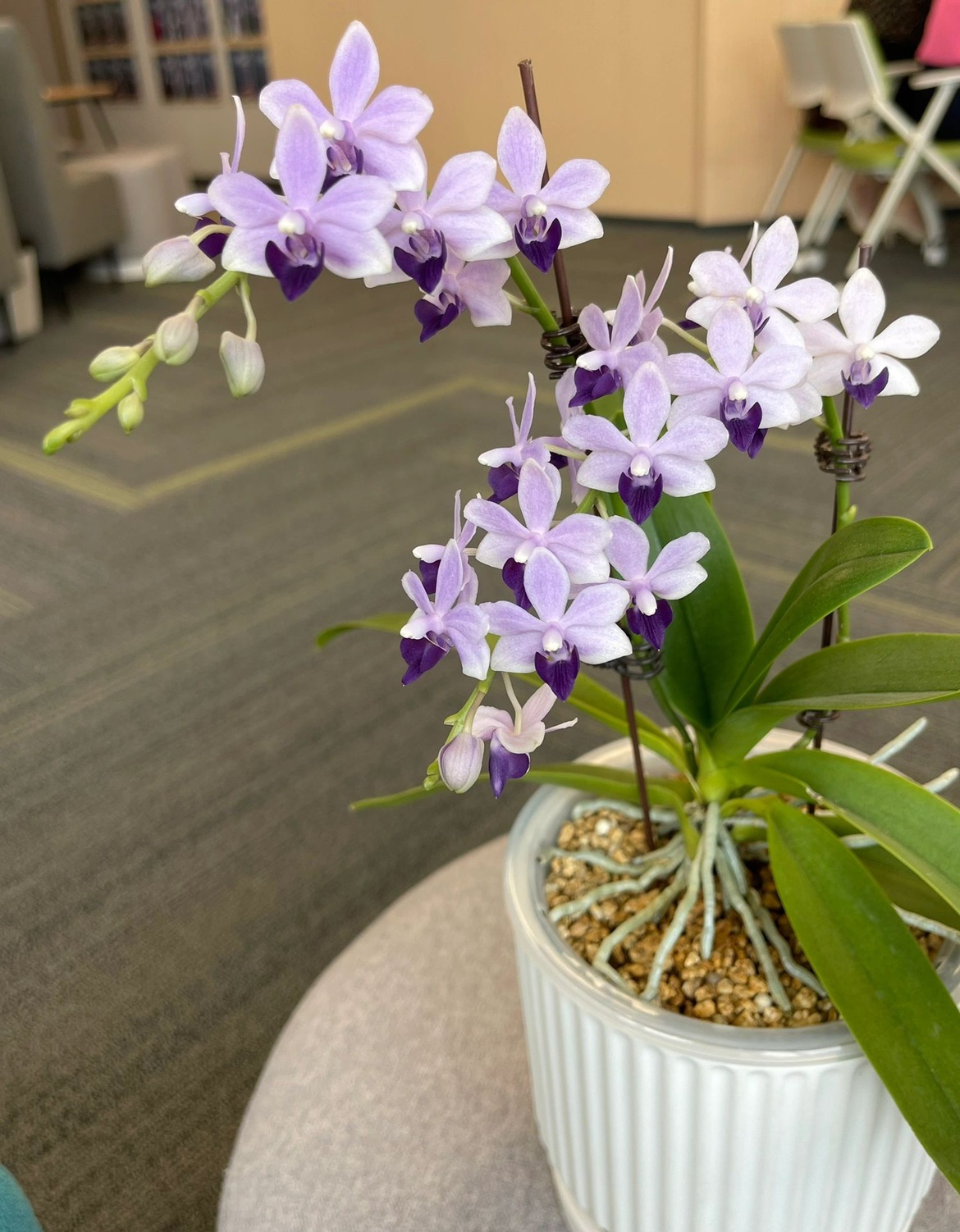 蝴蝶兰小茴紫紫式部客厅阳台室内花卉绿植盆栽基地直发包对版 - 图1