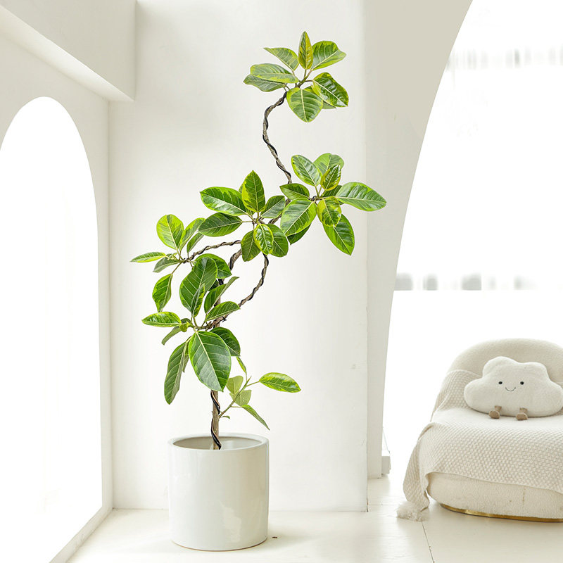 黄金榕室内旺宅富贵榕绿植客厅办公室观叶好养大型花叶橡皮树盆栽,淘宝优惠券,粉丝福利购,淘宝优惠卷