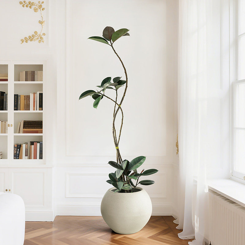 黑金刚造型橡皮树大盆栽绿植客厅办公室大型室内四季好养落地老桩,淘宝优惠券,粉丝福利购,淘宝优惠卷