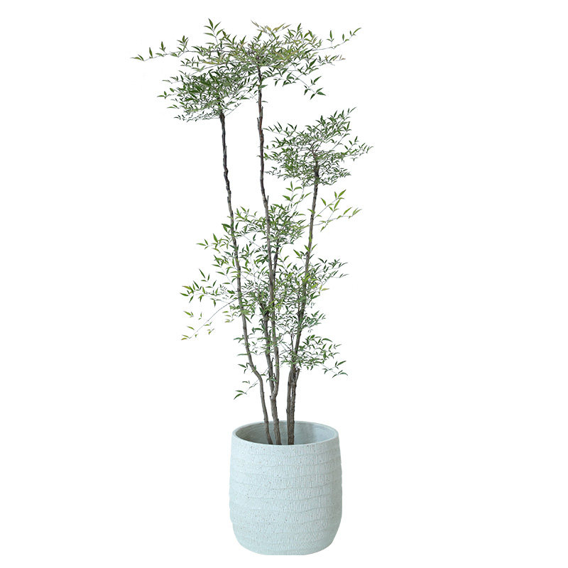 大型南天竹老桩南天竺禅意造型绿植庭院造景阳台客厅室内植物盆栽,淘宝优惠券,粉丝福利购,淘宝优惠卷