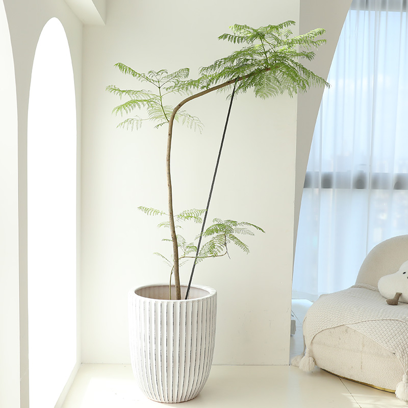 蓝花楹大型绿植室内客厅落地卧室玄关阳台造景办公室盆栽网红植物,淘宝优惠券,粉丝福利购,淘宝优惠卷