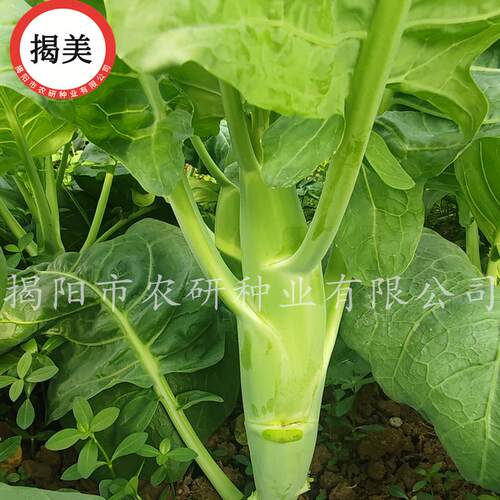 揭美20克大笋甜脆粗条芥兰种子 芥蓝菜籽高产农业阳台种蔬菜种子 - 图0