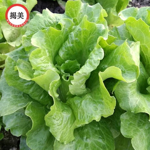 揭美10克意太利生菜种子 生菜籽 农业大田种植 阳台园艺盆栽 - 图1