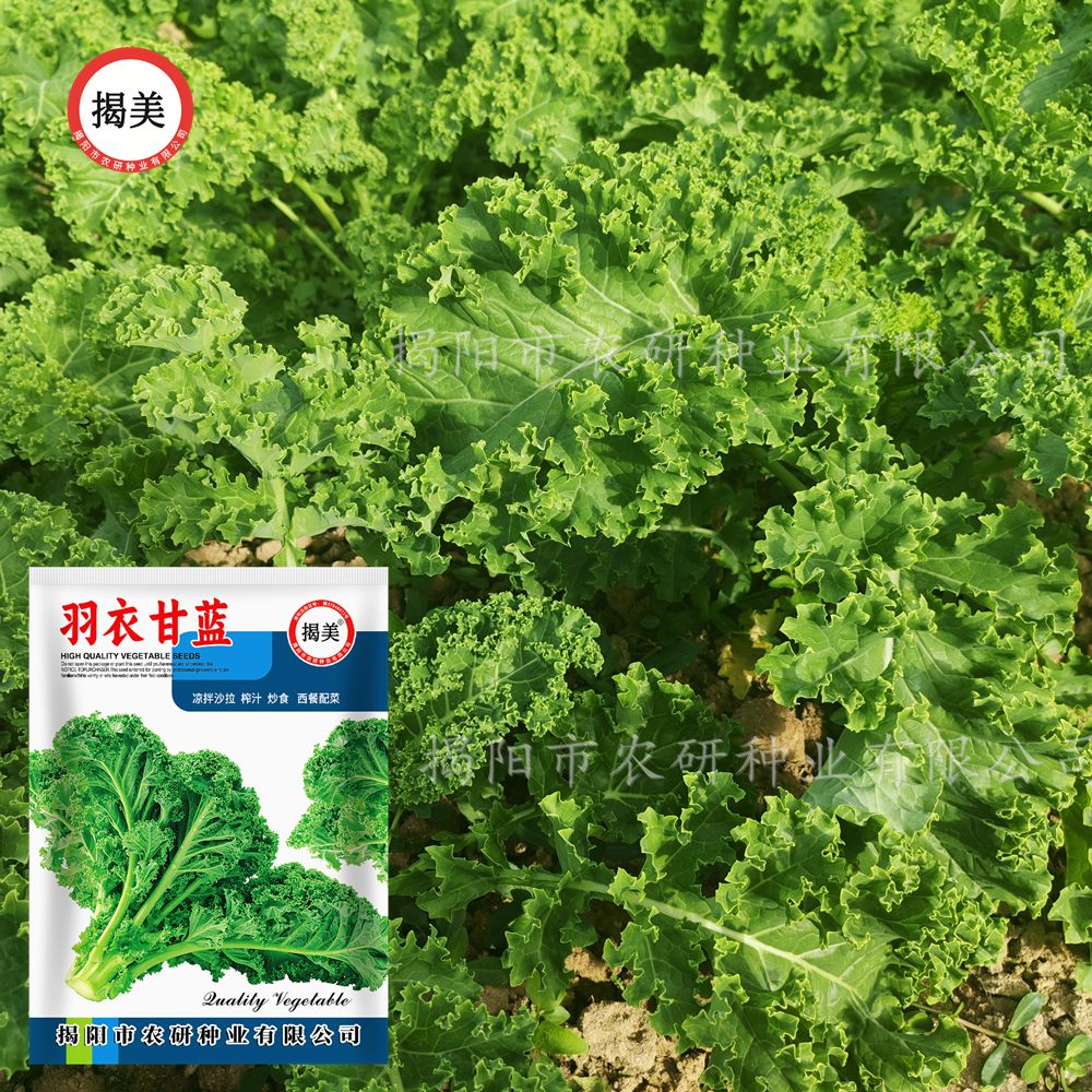 揭美羽衣甘蓝种子 食用皱叶羽衣甘蓝 阳台盆栽易种蔬菜种子200粒,淘宝优惠券,粉丝福利购,淘宝优惠卷