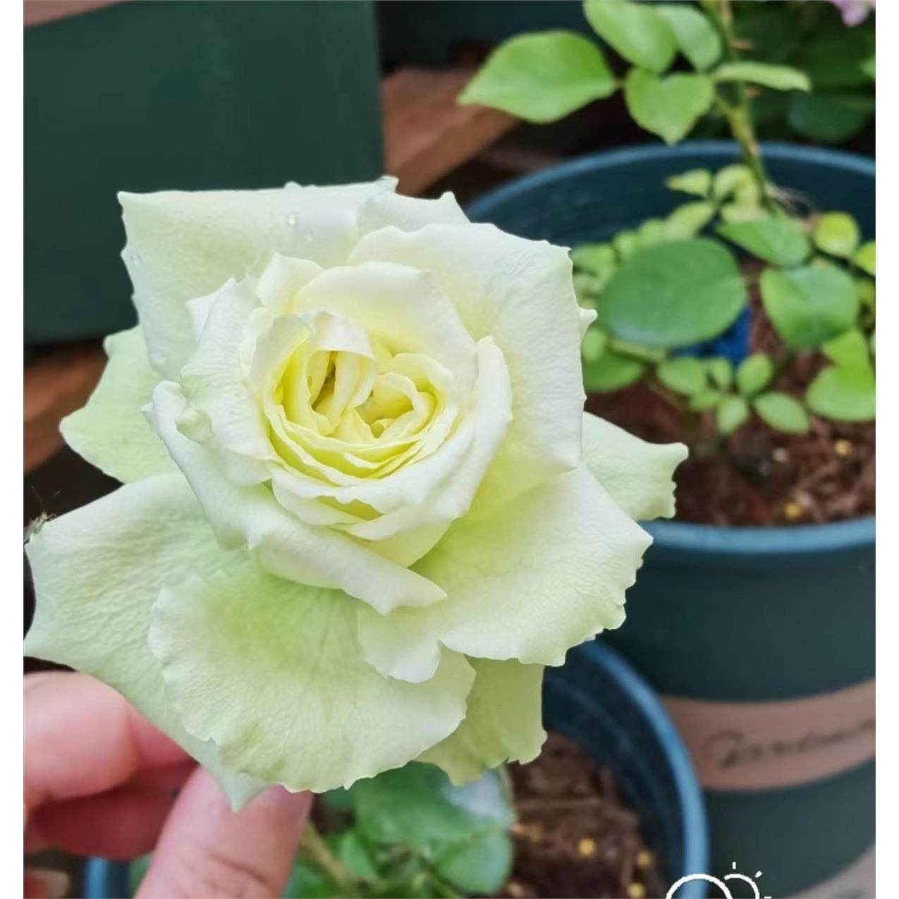 新品 超级绿/绿舞裙 月季花苗灌木勤花重瓣切花庭院阳台盆栽花卉,淘宝优惠券,粉丝福利购,淘宝优惠卷