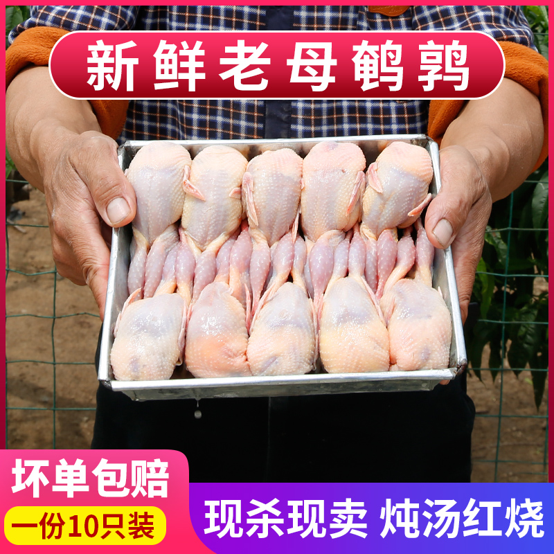 鹌鹑肉新鲜现杀速冻鹌鹑烧烤做熟食大补户外散养速冻鹌鹑肉包邮 - 图0