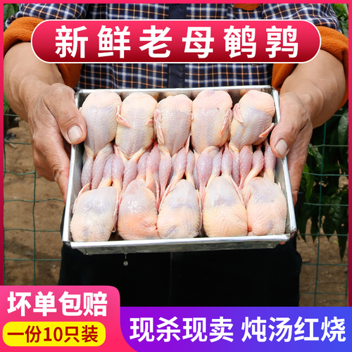 鹌鹑肉新鲜现杀速冻鹌鹑烧烤做熟食大补户外散养速冻鹌鹑肉包邮