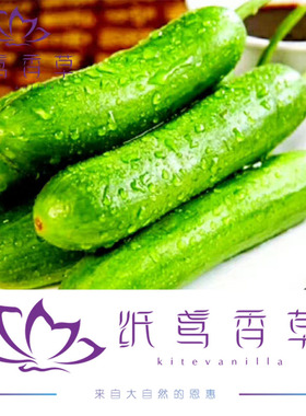 纸鸢香草小黄瓜纯露自然保湿