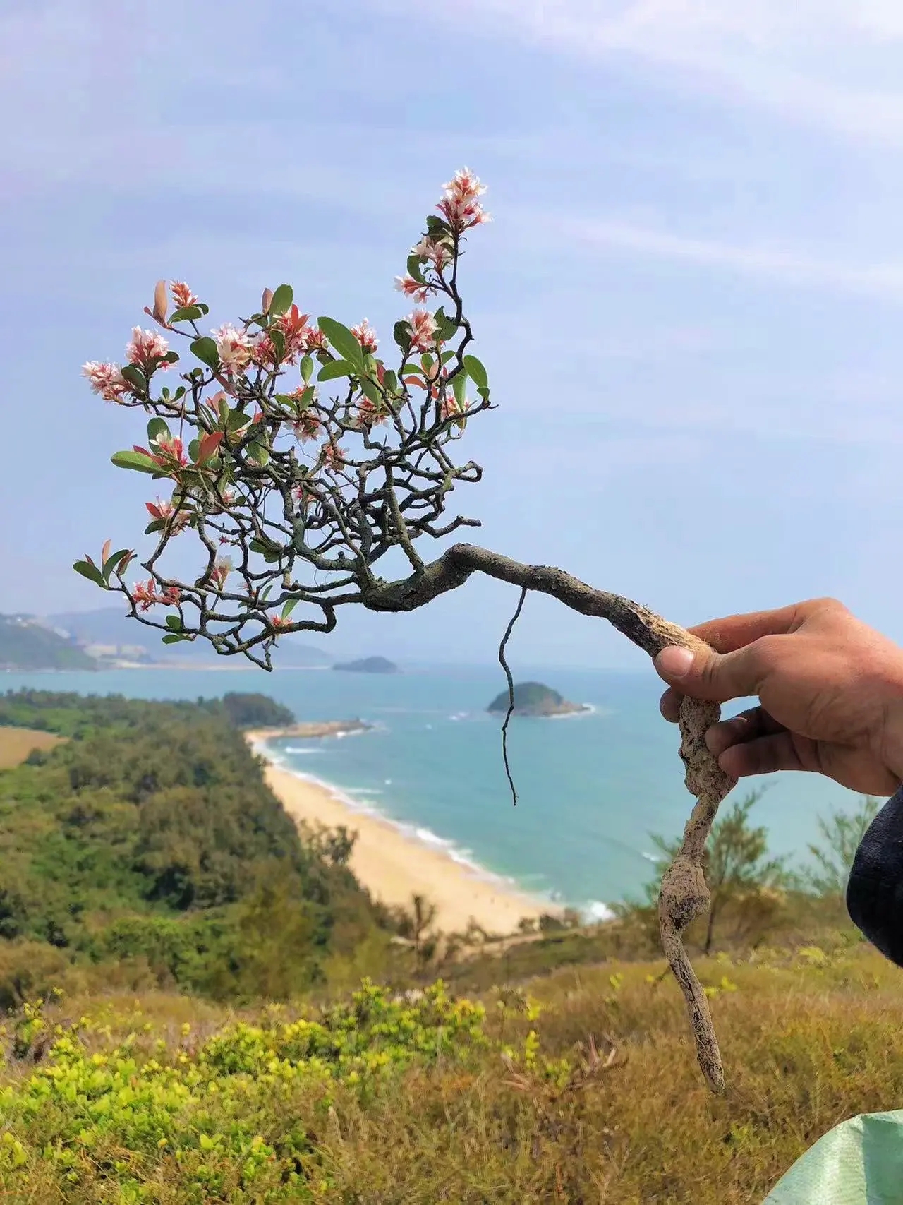 海岛春花石斑木庭院茶桌台造景盆景栽绿植老树桩大斜飘枝一物一拍 - 图2