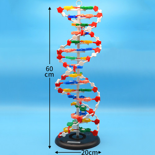 DNA结构模型大号60公分高/DNA双螺旋结构模型中碱基对遗传生物基因初中生物模型教学仪器 - 图0