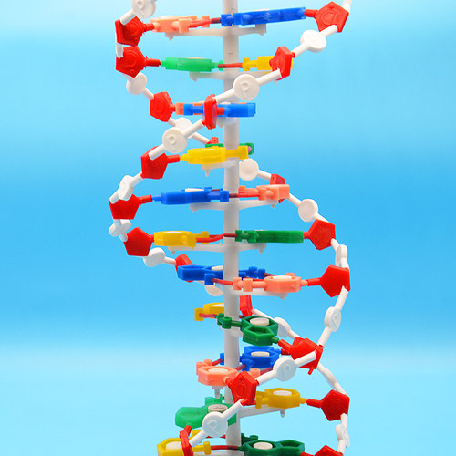 DNA结构模型大号60公分高/DNA双螺旋结构模型中碱基对遗传生物基因初中生物模型教学仪器 - 图2
