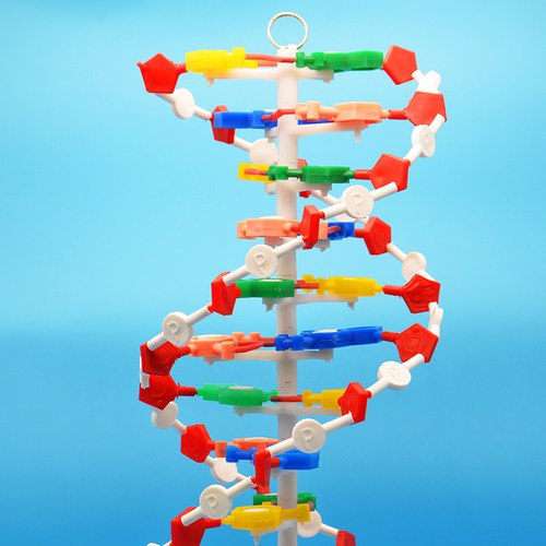DNA结构模型大号60公分高/DNA双螺旋结构模型中碱基对遗传生物基因初中生物模型教学仪器 - 图1