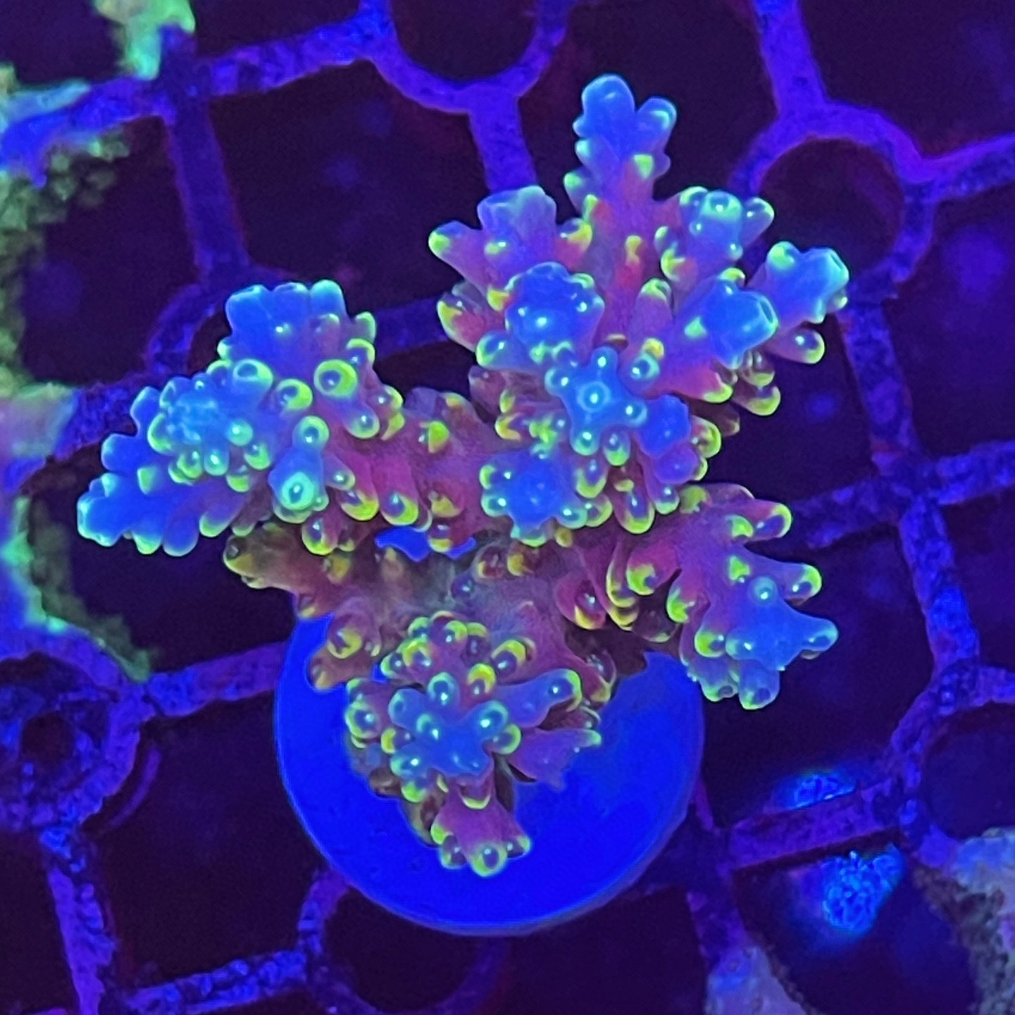 硬骨珊瑚sps珊瑚A属美国RR小红帽母体断枝硬骨珊瑚套餐海缸观赏 - 图2