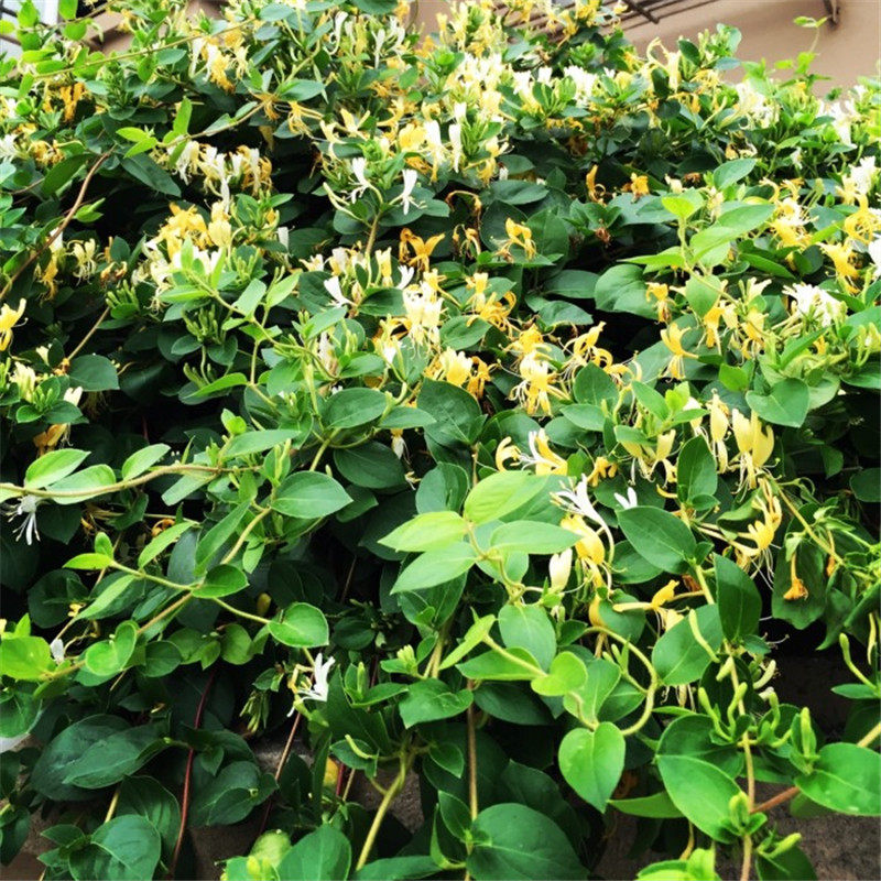 金银花叶子干货500g克洗澡 金银花根 忍冬藤金银花叶生晒无硫新货