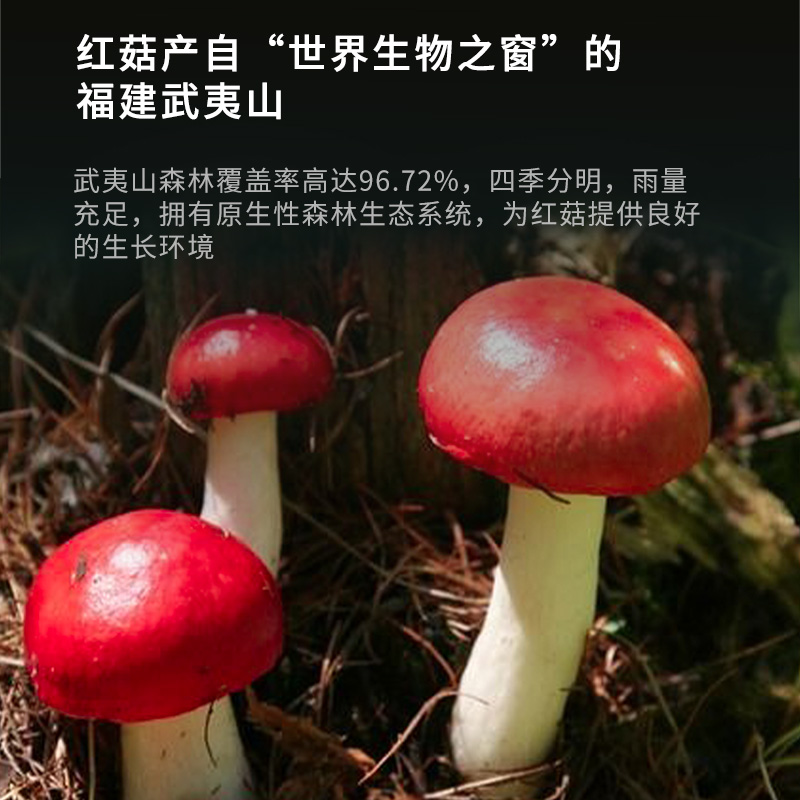 金唐精选武夷山野生红菇干货礼盒福建特产菌菇月子孕妈滋补煲汤