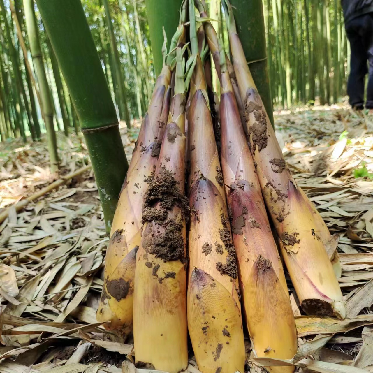 新鲜苦笋四川宜宾苦竹笋当季新鲜甜苦笋带壳大根苦笋现货甜竹笋 - 图1