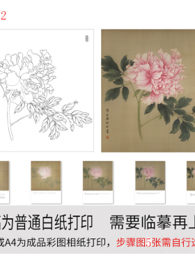 有步骤图工笔画打印白描底稿没骨牡丹用于初学者临摹勾线练习上色