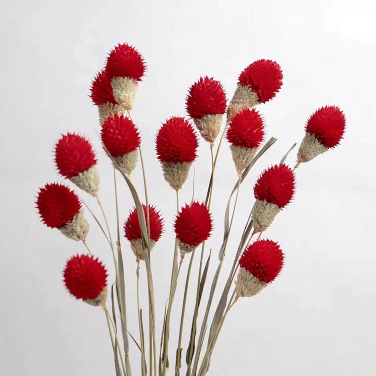 草莓果花束配花草莓果干花天然干花千日红花束小清新ins风发财果,淘宝优惠券,粉丝福利购,淘宝优惠卷